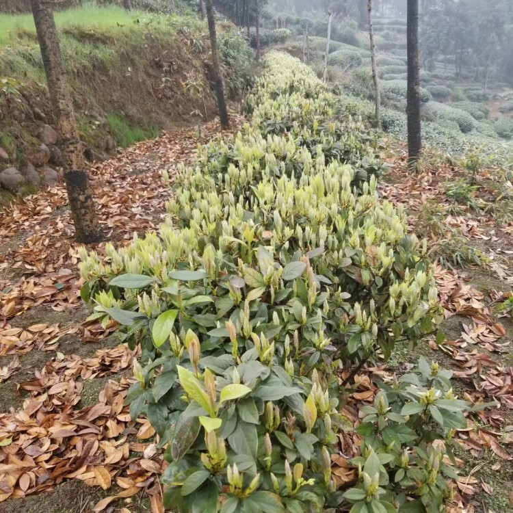 奶白茶苗 優(yōu)質茶葉樹苗批發(fā) 中茶108茶苗  廠家價格優(yōu)惠
