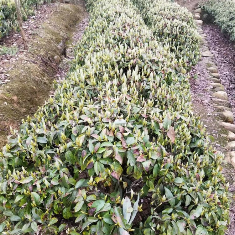 云南大葉茶樹(shù)苗 廠家價(jià)格優(yōu)惠 龍井43茶苗  優(yōu)質(zhì)茶樹(shù)苗批發(fā)價(jià)