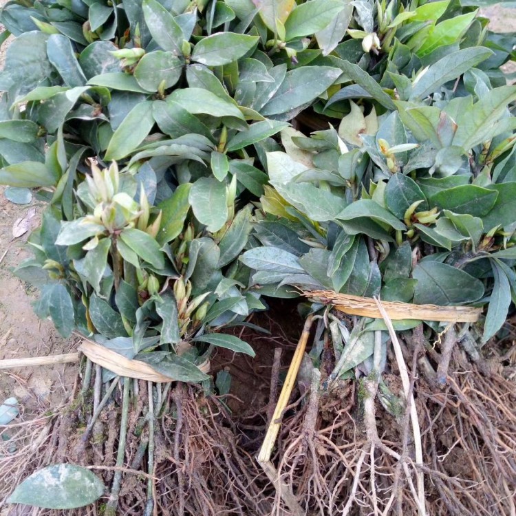 名選131茶苗 優(yōu)質(zhì)茶葉樹苗批發(fā) 無水茶苗  貨源地進貨渠道