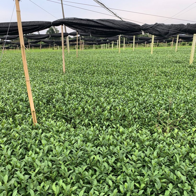 梅占茶苗 廠家直銷 福鼎大白茶苗  基地直銷