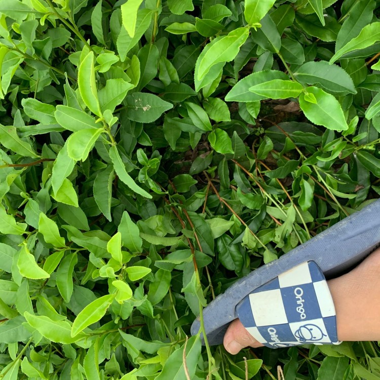 老鷹茶苗 廠家價格優(yōu)惠 奶白茶苗  廠家供應(yīng)