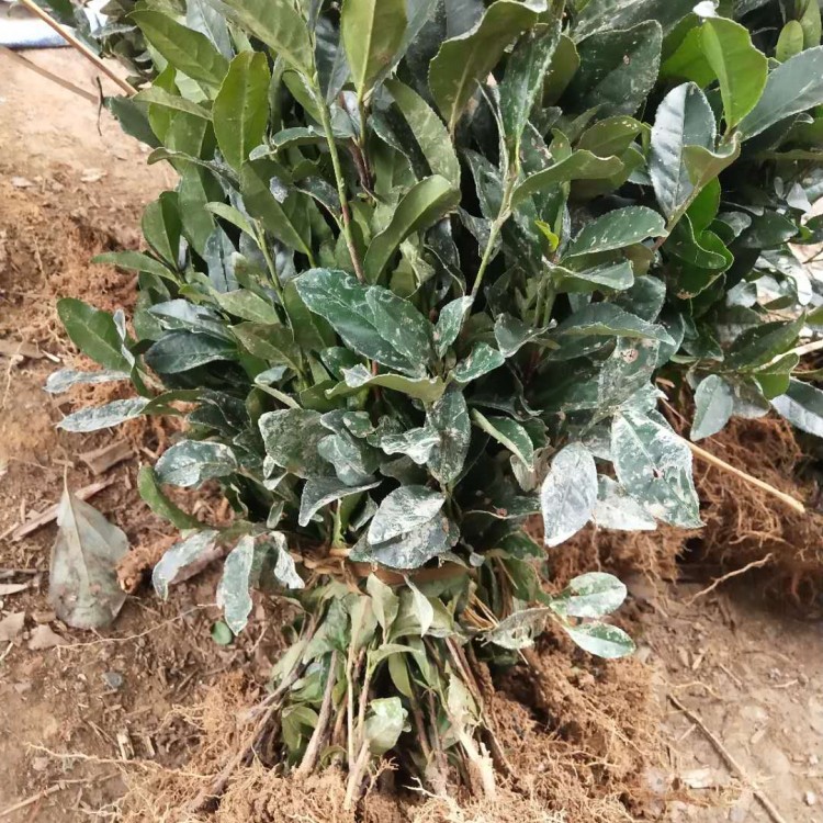 老鷹茶苗 批發(fā)基地 中茶108茶苗  批發(fā)價(jià)格