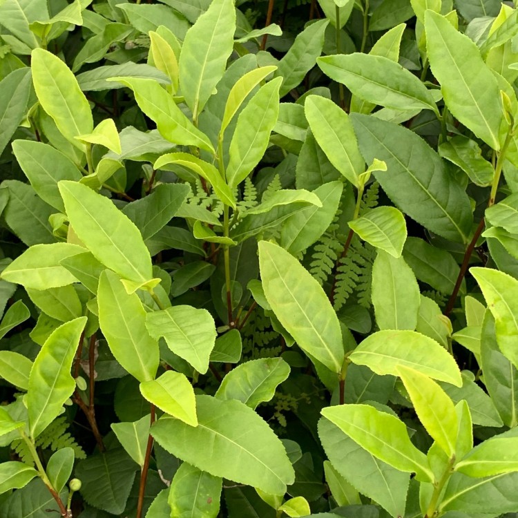 奶白茶苗 廠家直銷 梅占茶苗  批發(fā)價(jià)格優(yōu)惠