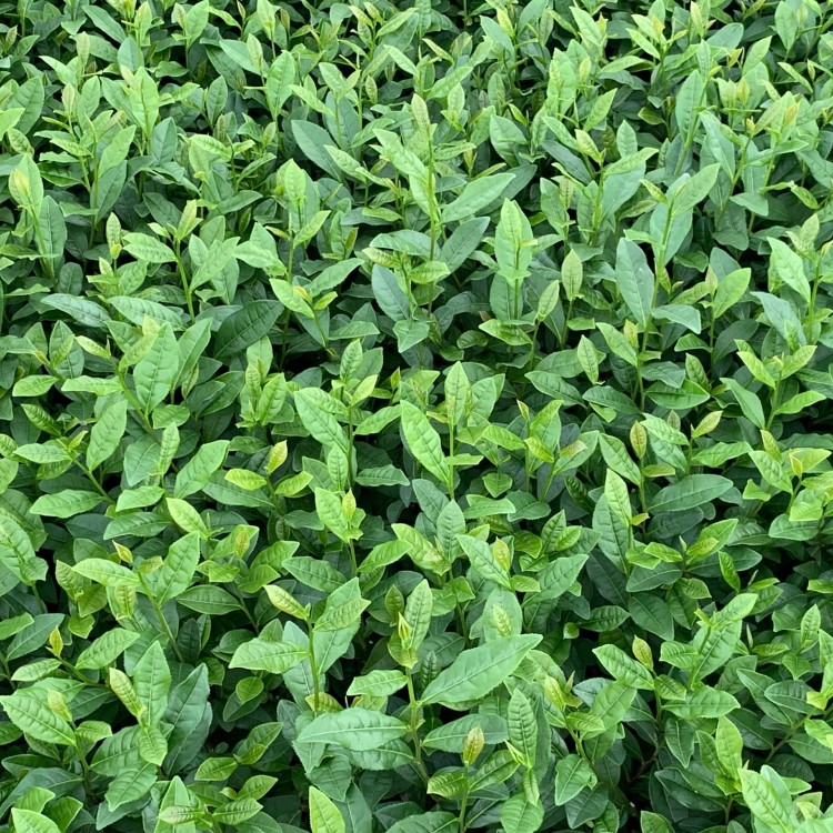 蒙山9號茶苗 廠家供應 云南大葉茶樹苗  批發(fā)價格優(yōu)惠