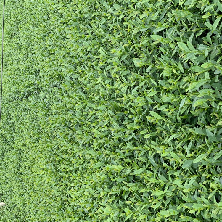 福選9號茶苗 生產(chǎn)基地 中茶108茶苗  優(yōu)質(zhì)茶葉樹苗批發(fā)