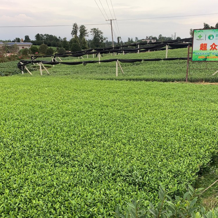 老鷹茶苗 廠家直銷 老鷹茶苗  優(yōu)質(zhì)茶樹苗批發(fā)價