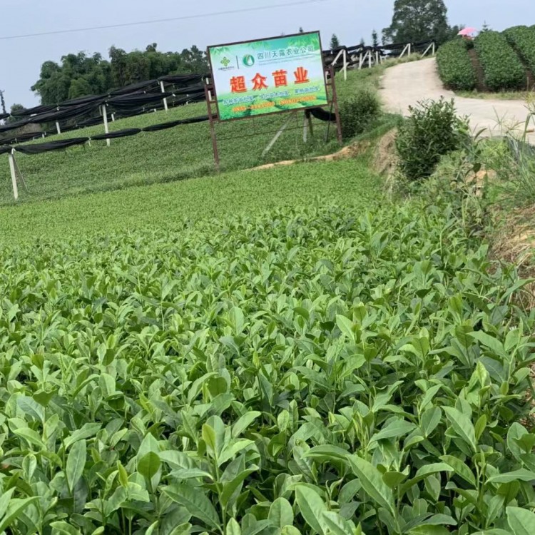 梅占茶苗 優(yōu)質(zhì)茶樹苗批發(fā)價(jià) 無水茶苗  廠家直銷