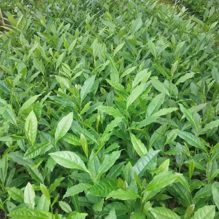 梅占茶苗 生產基地 梅占茶苗  生產基地