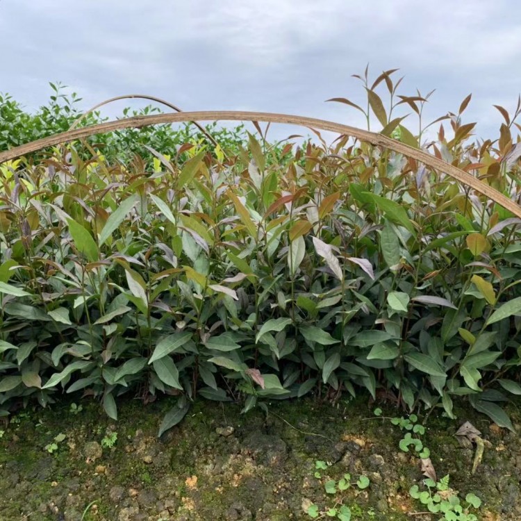 奶白茶苗 價格 名選131茶苗  優(yōu)質茶樹苗批發(fā)價