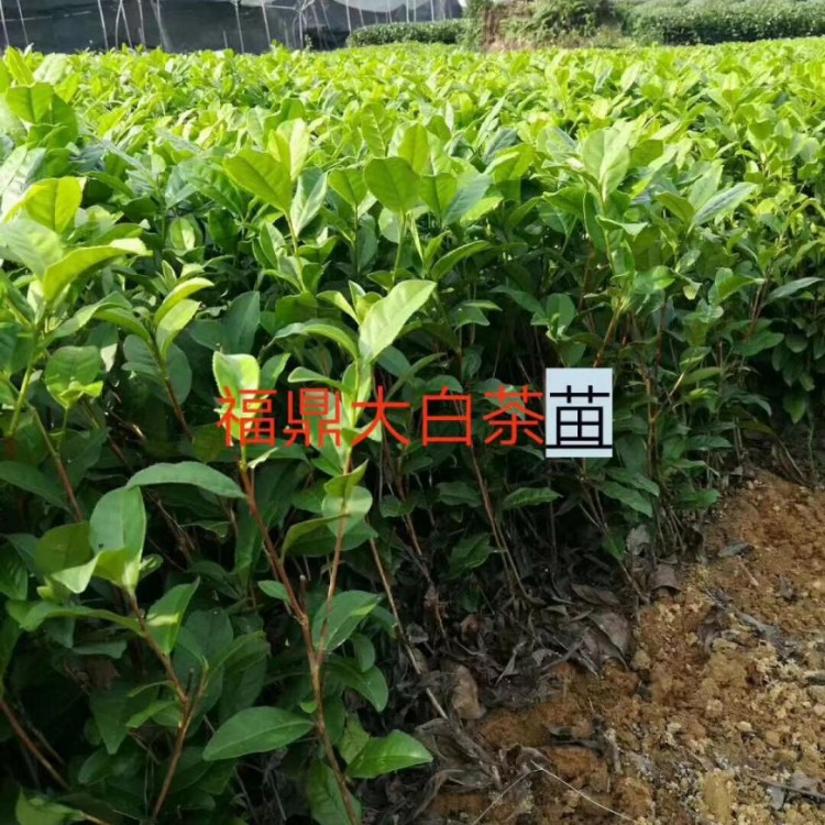 福鼎大白茶苗 批發(fā)價格 紫鵑茶苗  批發(fā)價格