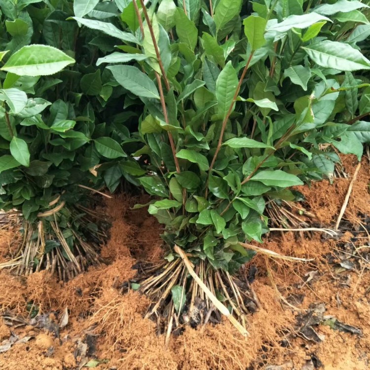 無水茶苗 價格 無水茶苗 廠家直銷