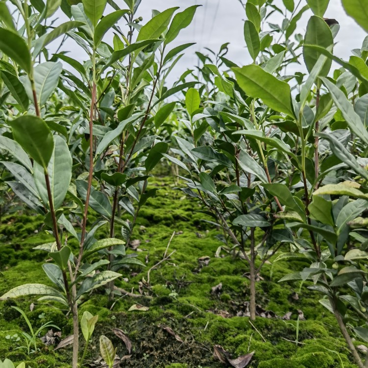 中茶108茶苗 貨源地進貨渠道 名選131茶苗  批發(fā)電話