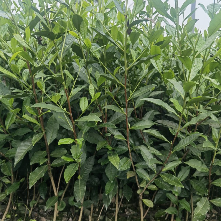 紫鵑茶苗 批發(fā)電話 無(wú)水茶苗  生產(chǎn)基地