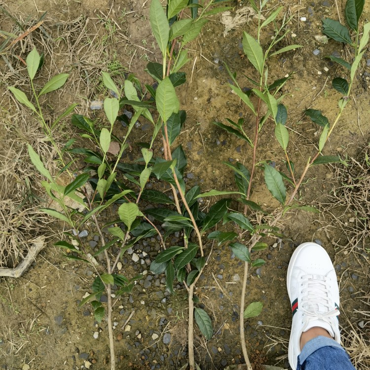 五年生茶樹苗 批發(fā)電話 云南大葉茶樹苗  批發(fā)價格優(yōu)惠