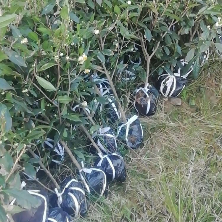 老鷹茶苗 優(yōu)質(zhì)茶葉樹苗批發(fā) 福鼎大白茶苗  廠家供應(yīng)