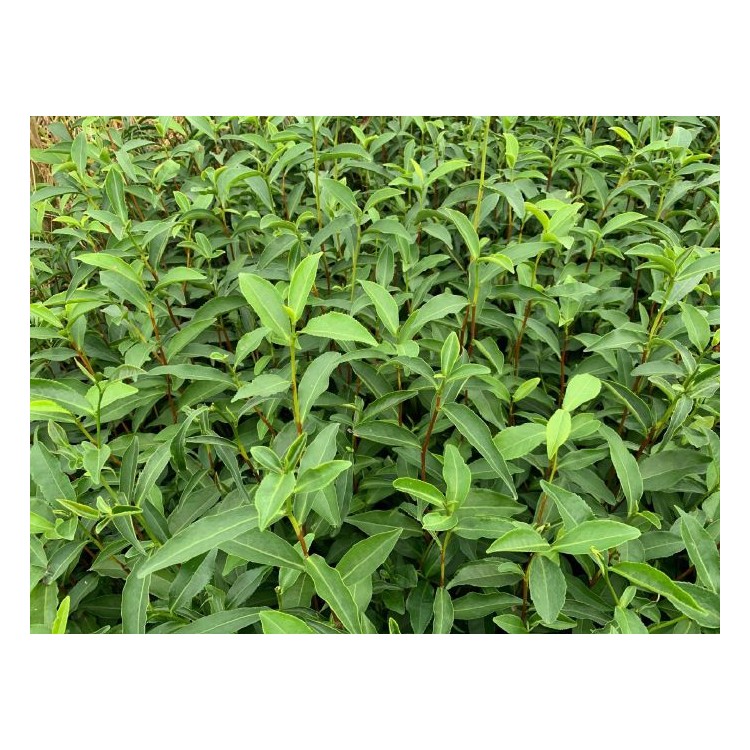 無水茶苗 廠家直銷 五年生茶樹苗  基地直銷