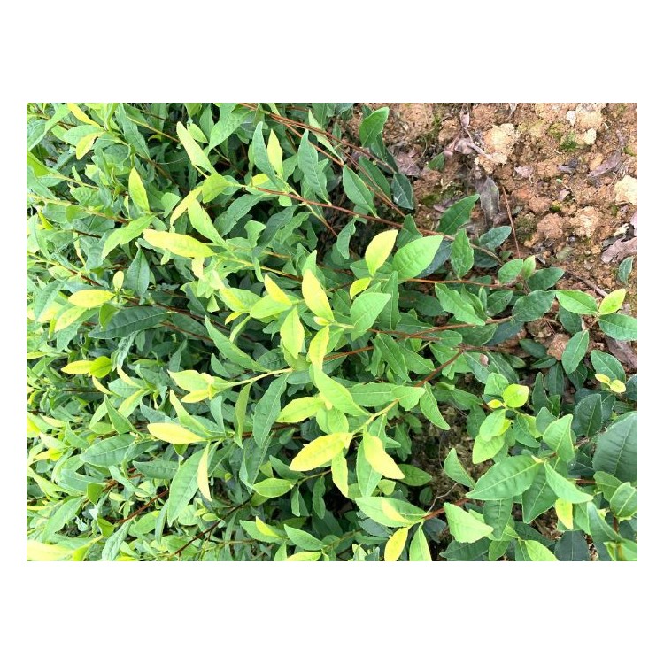 黃金芽茶苗 價格 紫鵑茶苗  廠家價格優(yōu)惠