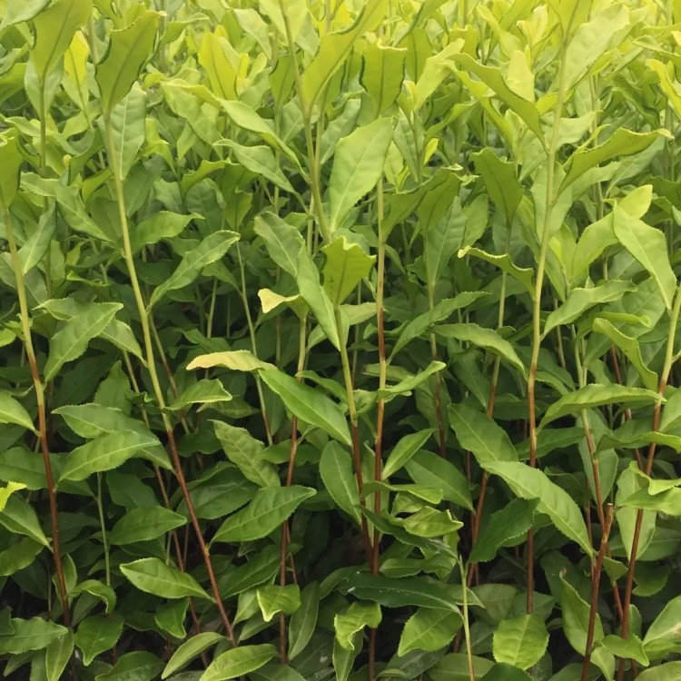 中茶108茶苗 批發(fā)基地 老鷹茶苗  優(yōu)質(zhì)茶樹苗批發(fā)價