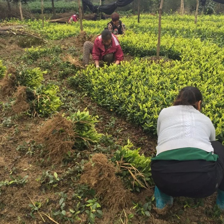 福選9號茶苗 生產(chǎn)基地 中茶108茶苗  優(yōu)質(zhì)茶葉樹苗批發(fā)