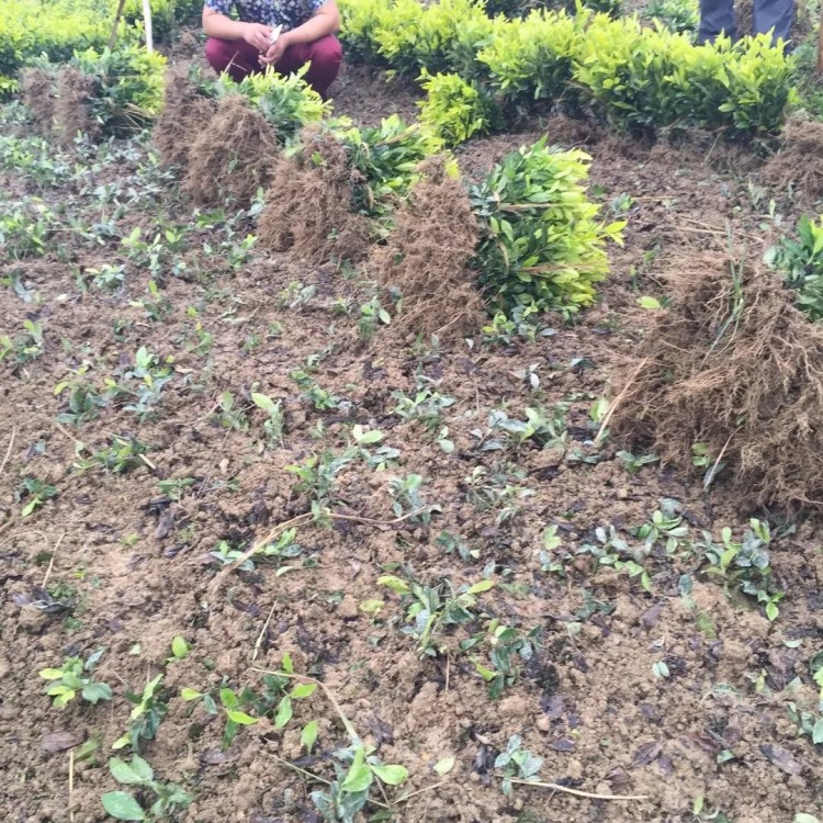 紫鵑茶苗 批發(fā)電話(huà) 黃金芽茶苗  價(jià)格