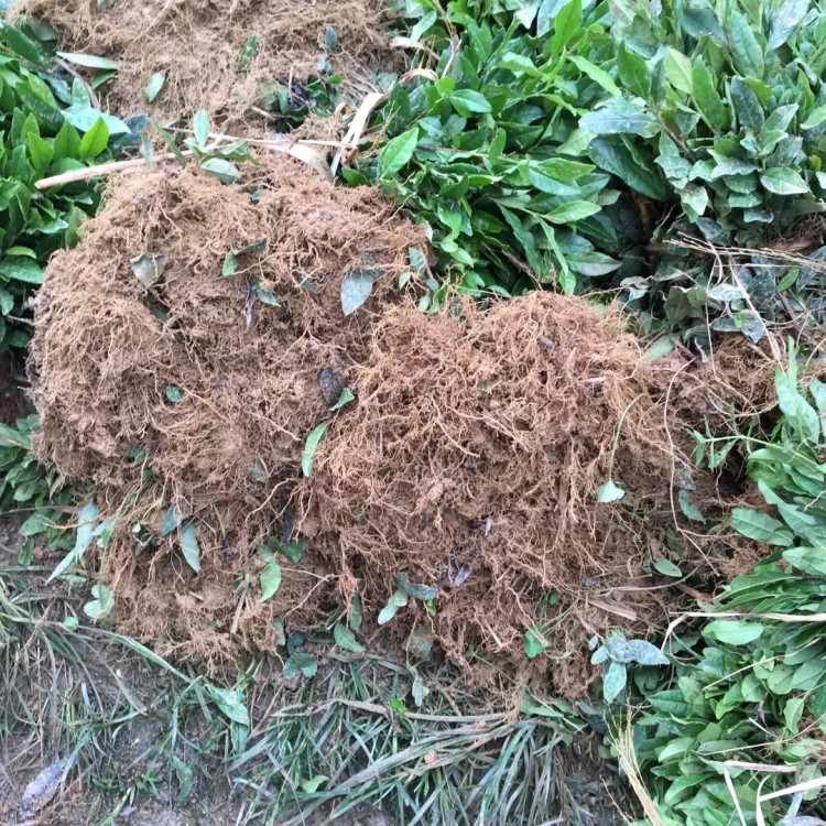 五年生茶樹苗 種植基地品種齊全 龍井43茶苗  批發(fā)電話