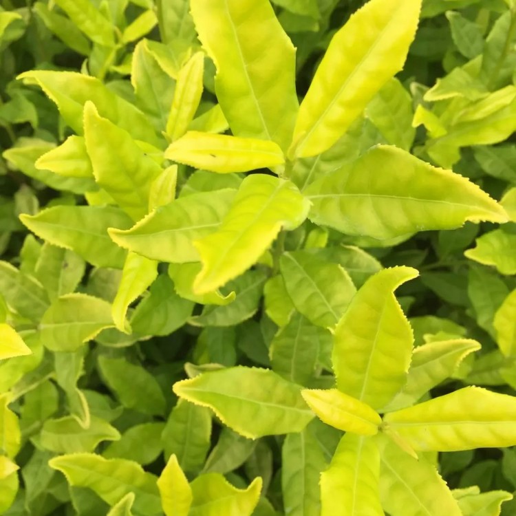 老鷹茶苗 批發(fā)價格 中茶108茶苗  貨源地進(jìn)貨渠道