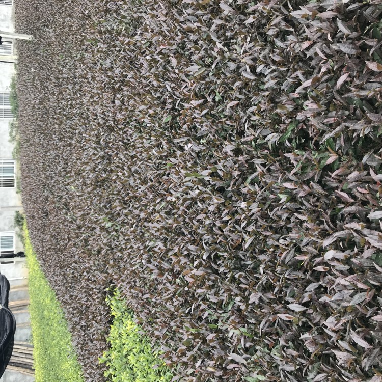 老鷹茶苗 廠家直銷 老鷹茶苗  優(yōu)質(zhì)茶樹苗批發(fā)價