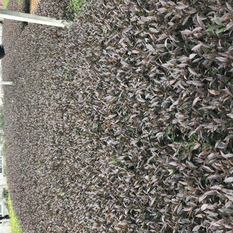 蒙山9號(hào)茶苗 批發(fā)電話 福鼎大白茶苗  優(yōu)質(zhì)茶葉樹(shù)苗批發(fā)