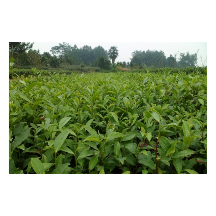 紫鵑茶苗 廠家價(jià)格優(yōu)惠 云南大葉茶樹苗  批發(fā)價(jià)格