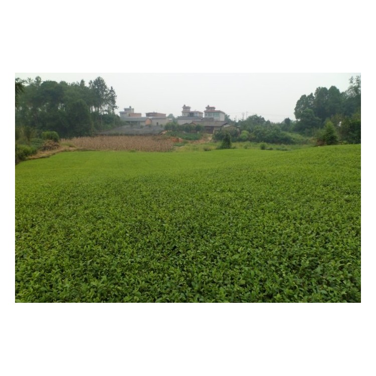 梅占茶苗 批發(fā)電話 五年生茶樹苗  價格