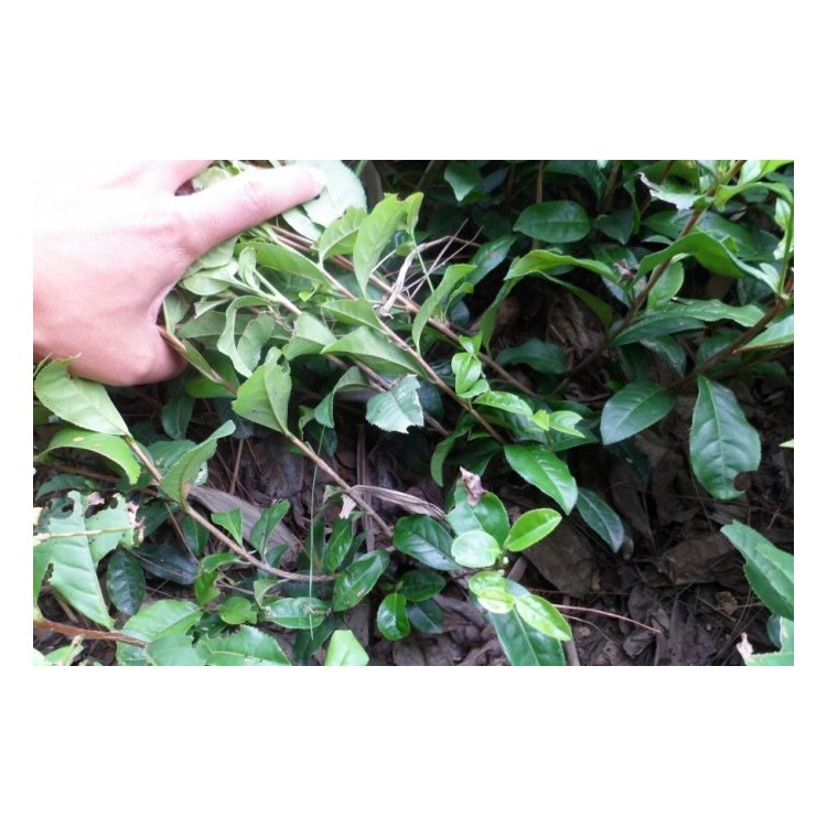 老鷹茶苗 優(yōu)質(zhì)茶樹苗批發(fā)價(jià) 龍井43茶苗  優(yōu)質(zhì)茶樹苗批發(fā)價(jià)
