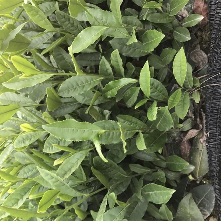 福選9號茶苗 批發(fā)價(jià)格優(yōu)惠 名選131茶苗  廠家價(jià)格優(yōu)惠