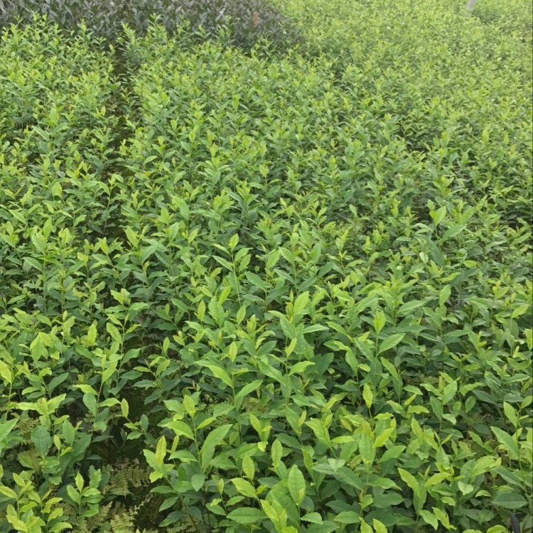 奶白茶苗 基地直銷 中茶108茶苗  批發(fā)價(jià)格優(yōu)惠