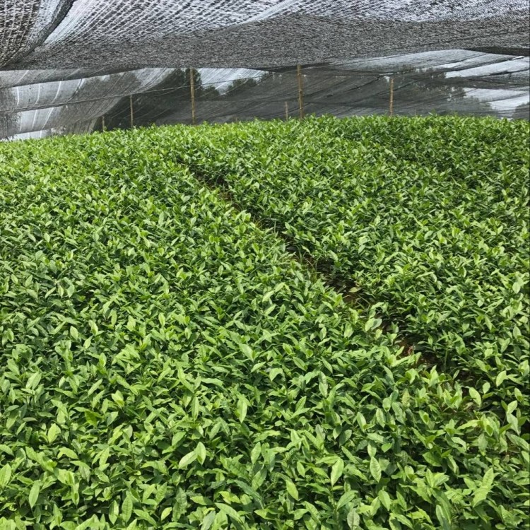 梅占茶苗 廠家價(jià)格優(yōu)惠 云南大葉茶樹苗  種植基地品種齊全
