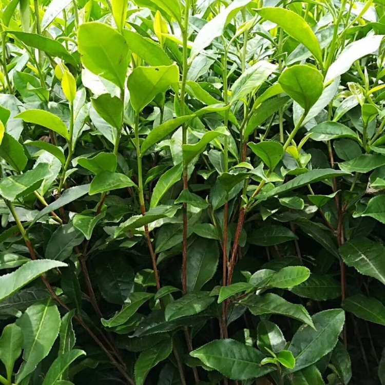 福選9號(hào)茶苗 種植基地品種齊全 奶白茶苗  批發(fā)基地