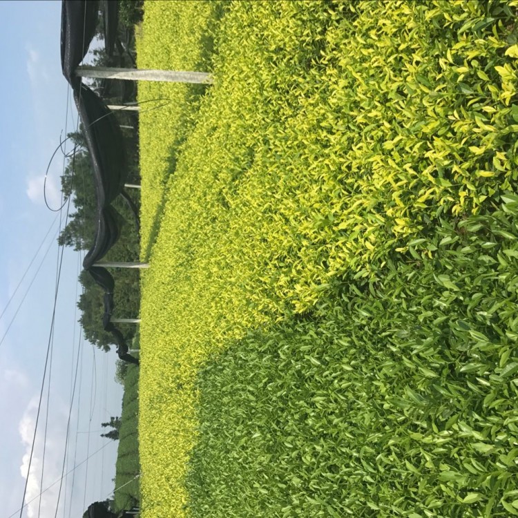 蒙山9號茶苗 廠家供應 云南大葉茶樹苗  批發(fā)價格優(yōu)惠