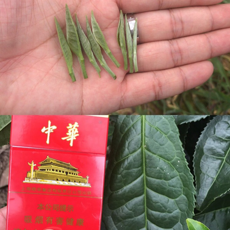 老鷹茶苗 廠(chǎng)家供應(yīng) 黃金芽茶苗  優(yōu)質(zhì)茶葉樹(shù)苗批發(fā)