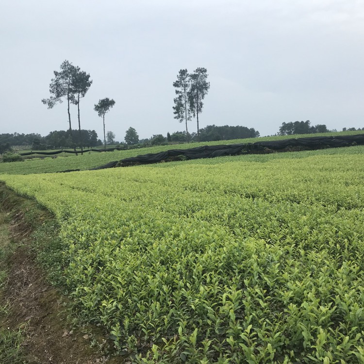 名選131茶苗 廠家價格優(yōu)惠 五年生茶樹苗  優(yōu)質(zhì)茶樹苗批發(fā)價
