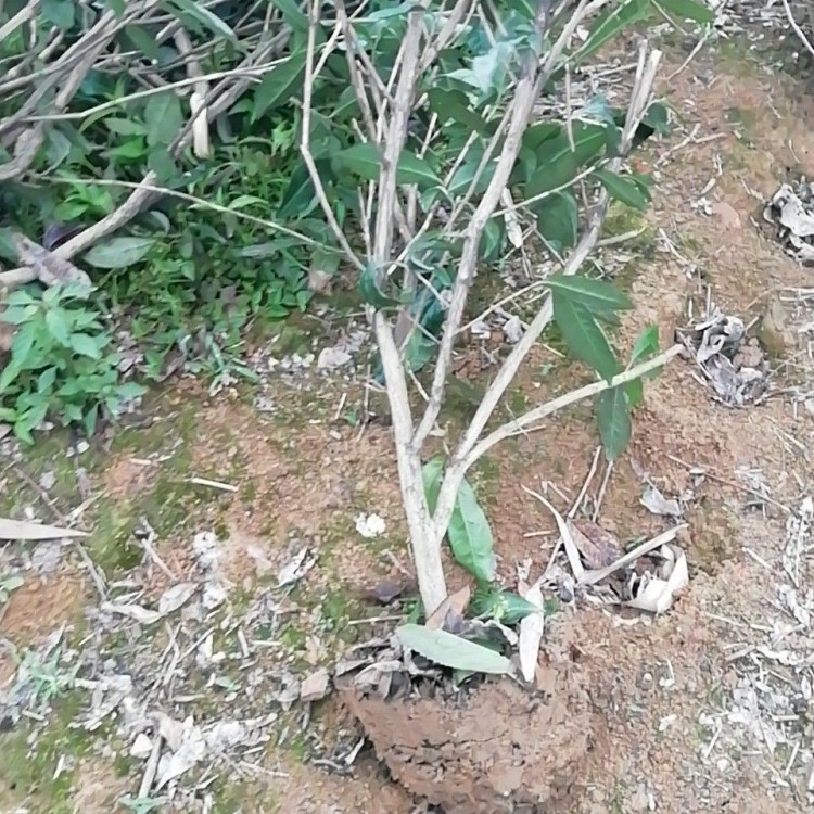 蒙山9號(hào)茶苗 種植基地品種齊全 五年生茶樹苗  種植基地品種齊全