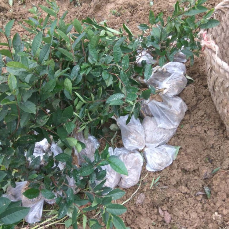 老鷹茶苗 廠家直銷 老鷹茶苗  優(yōu)質(zhì)茶樹苗批發(fā)價