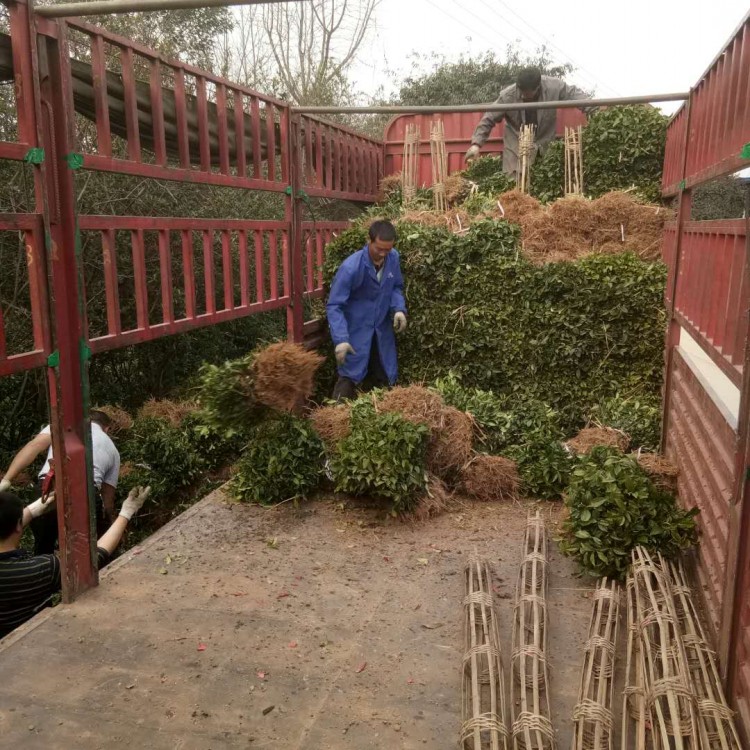 龍井43茶苗 價格 紫鵑茶苗  廠家供應(yīng)