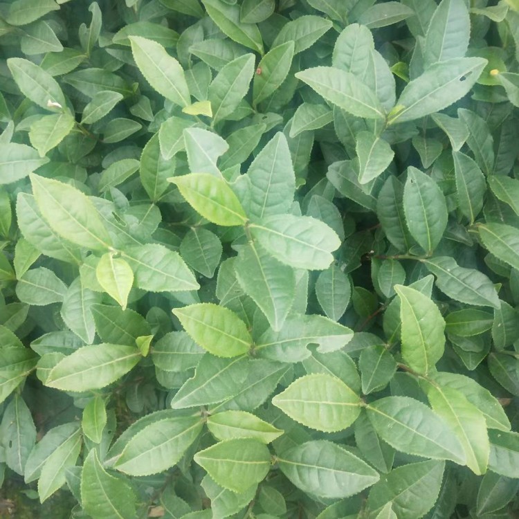 蒙山9號茶苗 廠家供應 云南大葉茶樹苗  批發(fā)價格優(yōu)惠