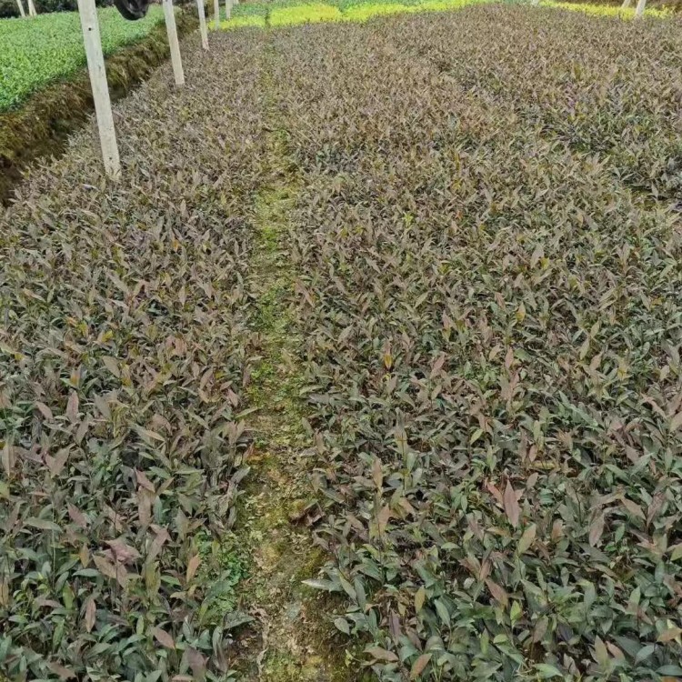 無水茶苗 批發(fā)電話 奶白茶苗  優(yōu)質(zhì)茶葉樹苗批發(fā)