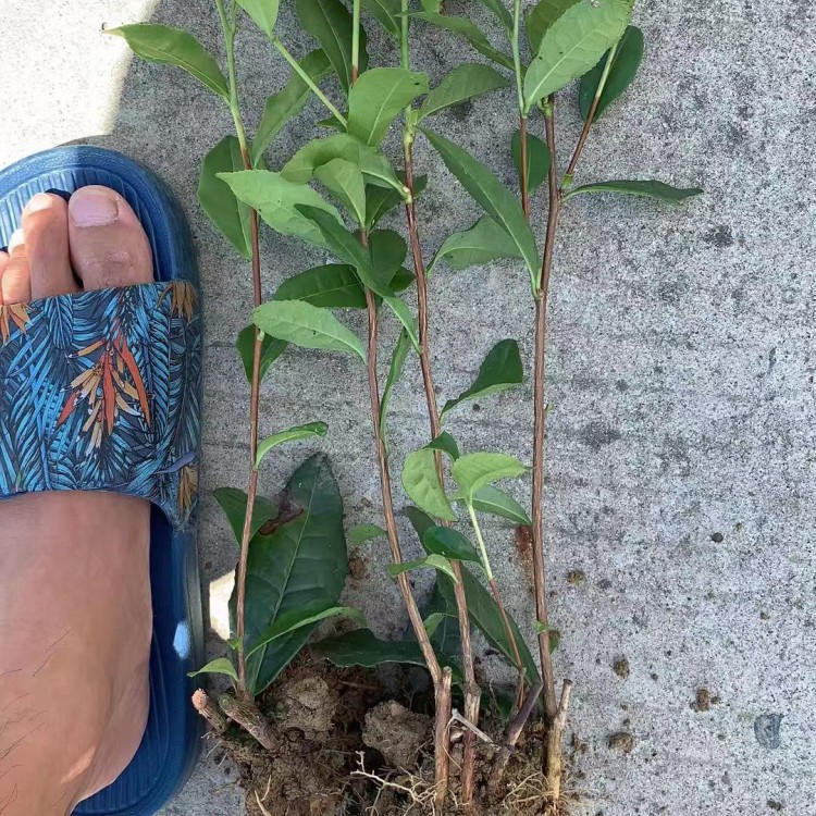 奶白茶苗 基地直銷 中茶108茶苗  批發(fā)價格優(yōu)惠