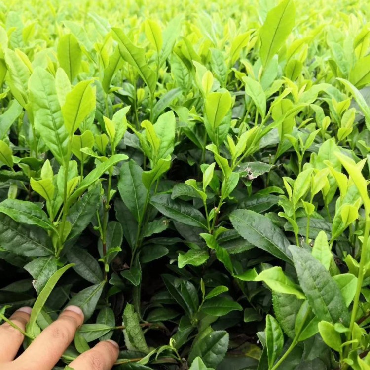 紫鵑茶苗 批發(fā)價格 五年生茶樹苗  優(yōu)質(zhì)茶樹苗批發(fā)價