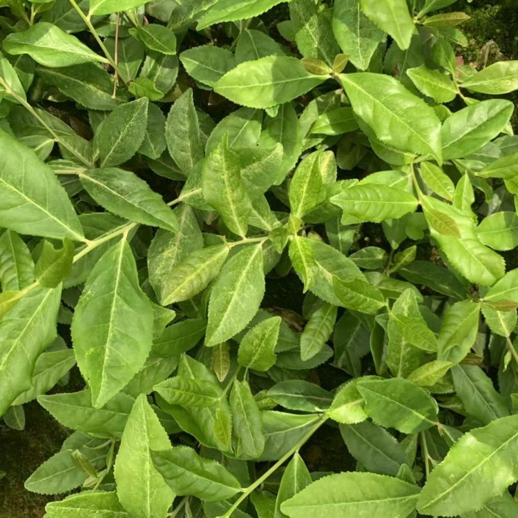 龍井43茶苗 基地直銷 奶白茶苗  批發(fā)價格優(yōu)惠