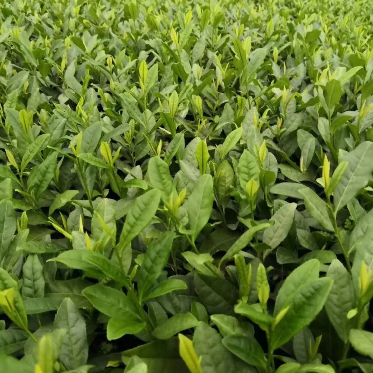 中茶108茶苗 廠家直銷 福鼎大白茶苗  批發(fā)價格優(yōu)惠