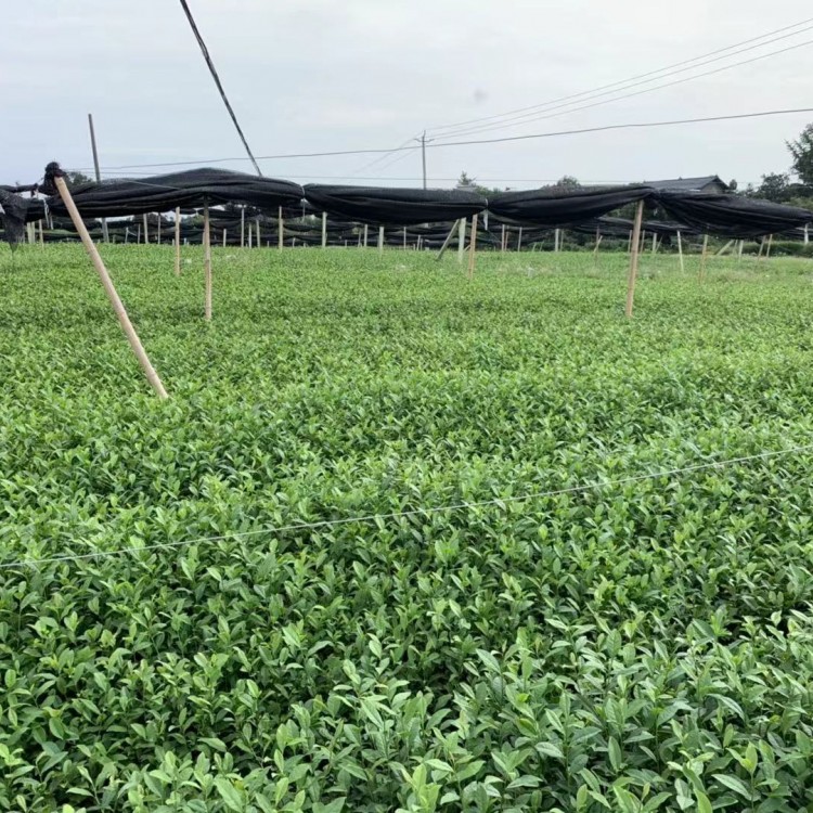 中茶108茶苗 價(jià)格 福鼎大白茶苗  價(jià)格