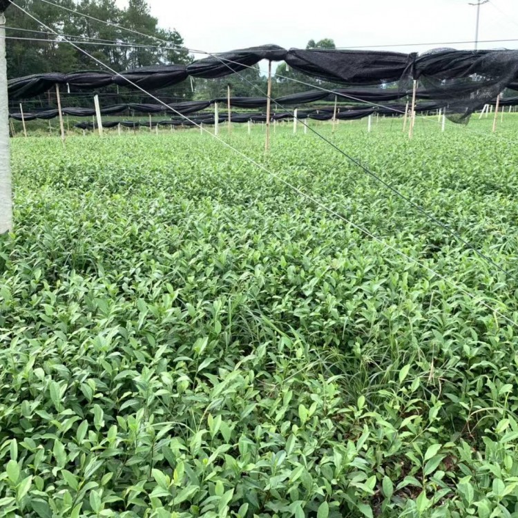 老鷹茶苗 批發(fā)價格 五年生茶樹苗  生產(chǎn)基地
