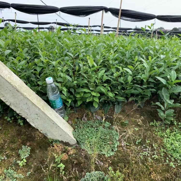 無水茶苗 貨源地進貨渠道 老鷹茶苗  種植基地品種齊全